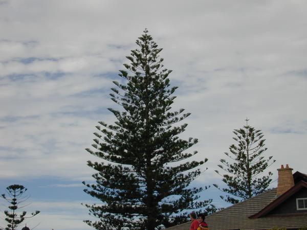 Australian fern tree