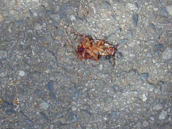 Cockroach on street ( adelaide)