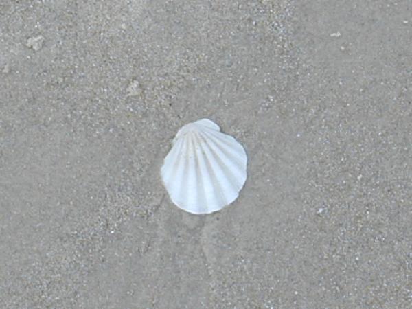 Glenelg shell