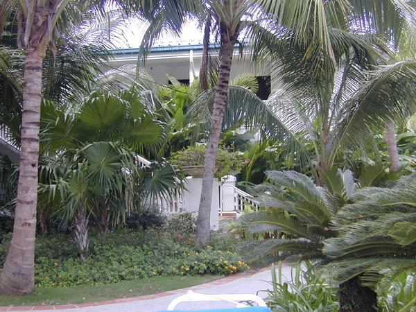 The jungle behind the palms