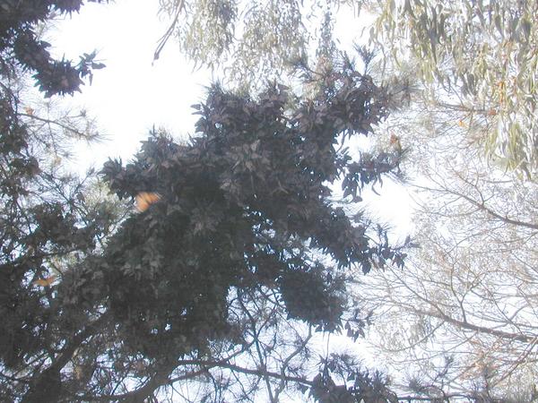 The big monarch cluster in the pine tree