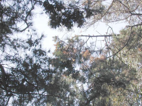 The big monarch cluster in the pine tree (2)