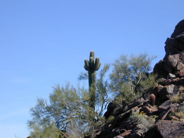 Funny cactus