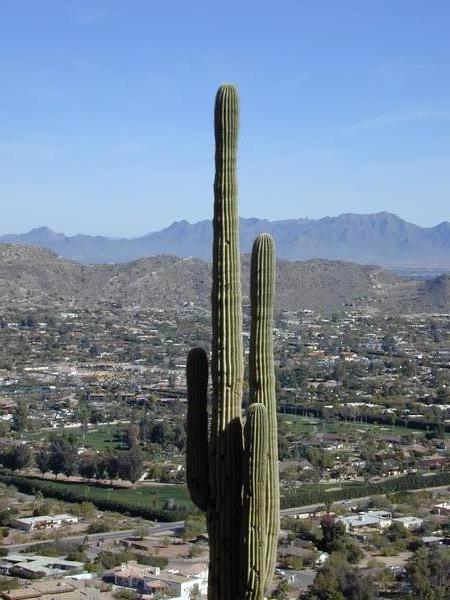 Sonoran cactus