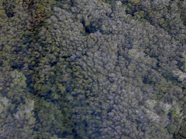 Fractal rainforest 2