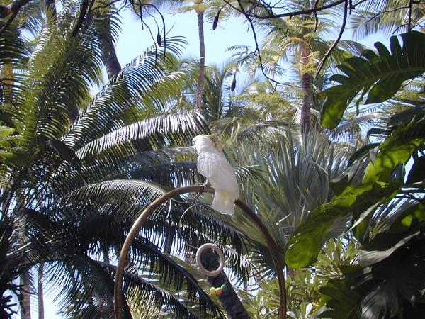 The cockatoo