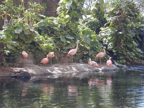 The flamingoes in the lagoon