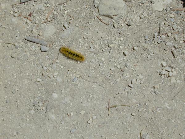 Caterpillar on the trail