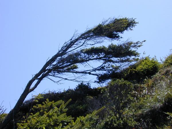 The windsculpted tree