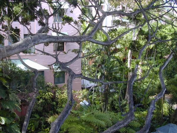 The backyard of the royal hawaiian