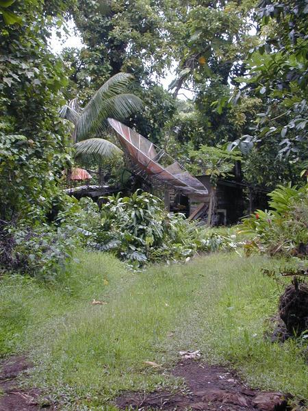 The dish in the jungle