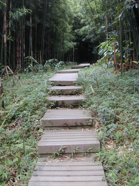 The walkway through the bamboo forest