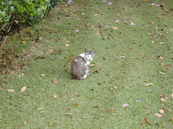 The little ugly kitten at the temple
