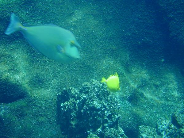 Wildlife in sealife park