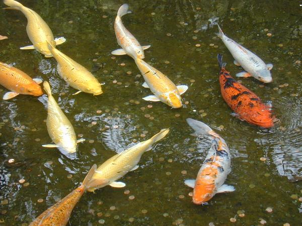 The koi pond at the temple