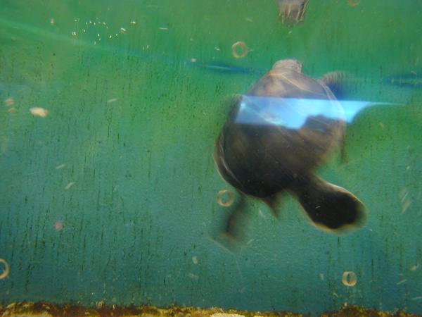 Trying to catch the sea turtle