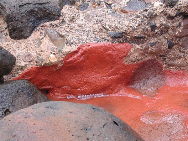 The redness of the isle