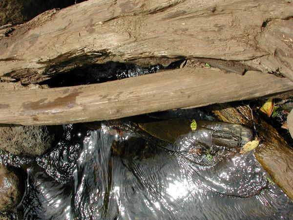 A trunk in the merry waters