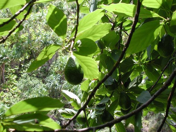 Avocado hanging from a tree