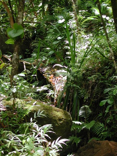 Clearing the jungle