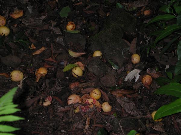 Guavas rotting