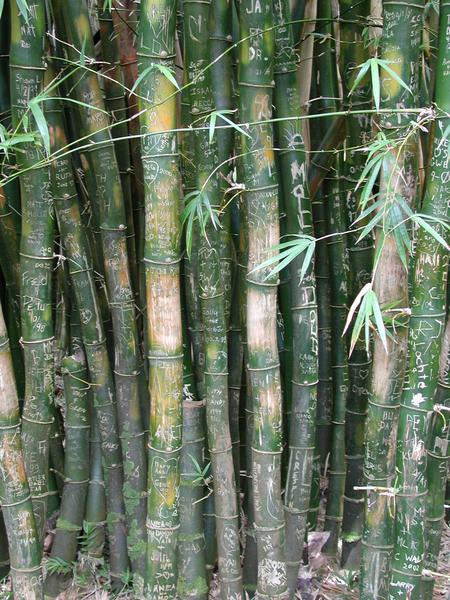 Inscriptions in the bamboo