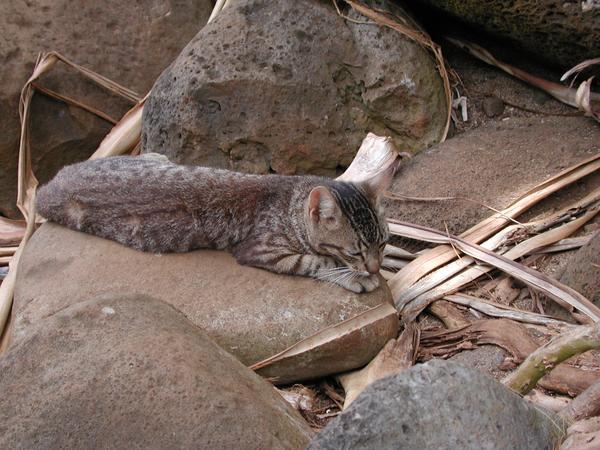 Kitten good at mimikry