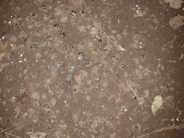 Kukui nuts on the path