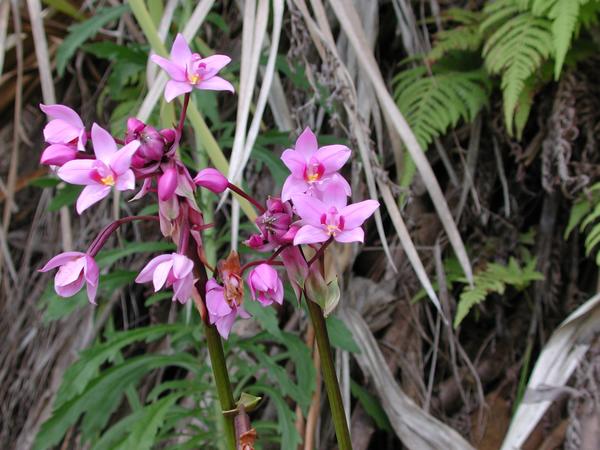 Pretty orchids on the wayside