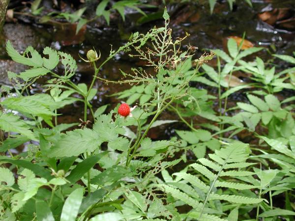 The lonely berry