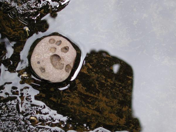 The paw prints in the stone