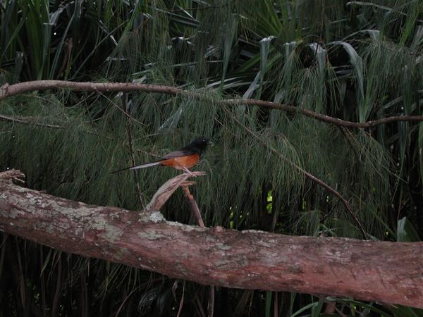 Tiny bird in the tree