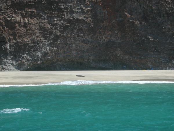 The monk seal napping
