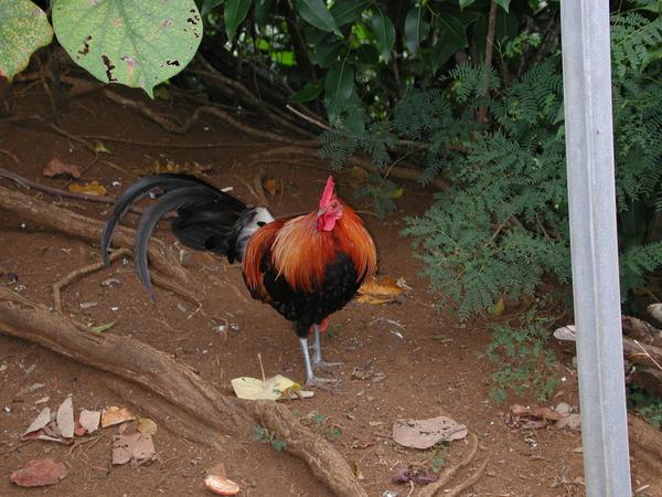 A beautiful rooster