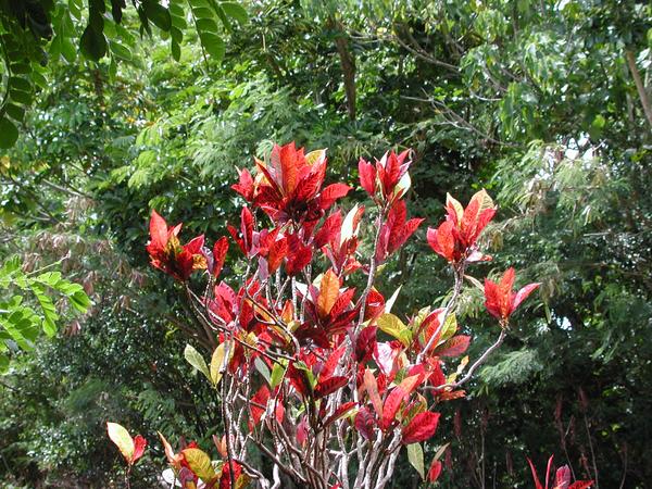 A red tree