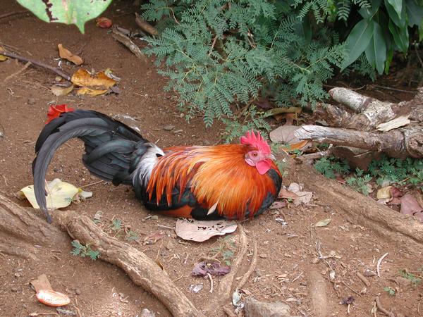 The rooster guarding his eggs