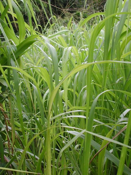 Walking through the sugar cane
