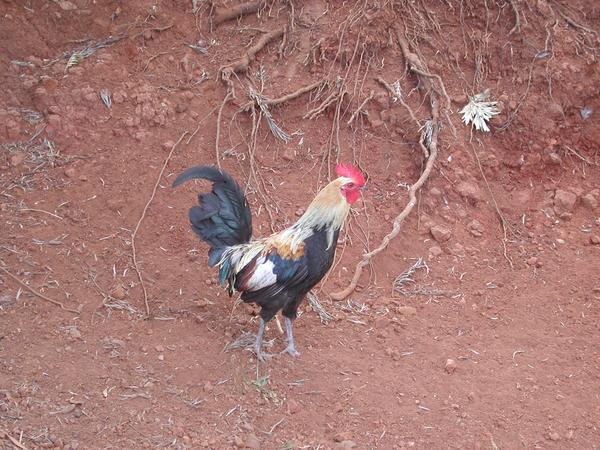 06 a colorful rooster