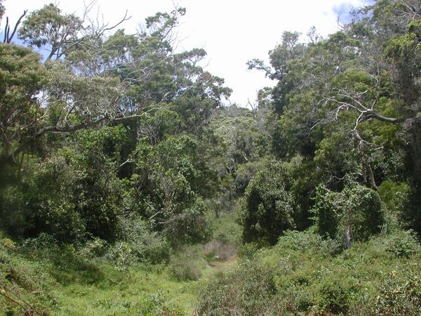 24 the lush but sparse forest in the first section