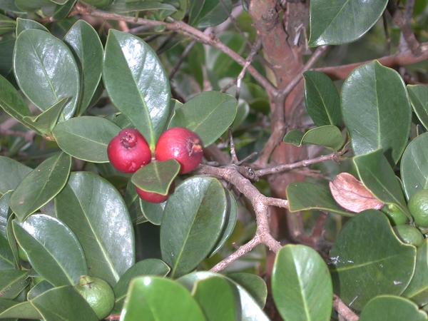 47 what are these berries