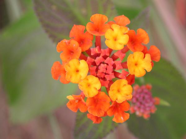 49 ever seen a flower as spectacular