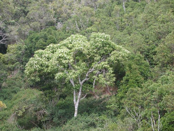 53 on the cliff trail, things become greener