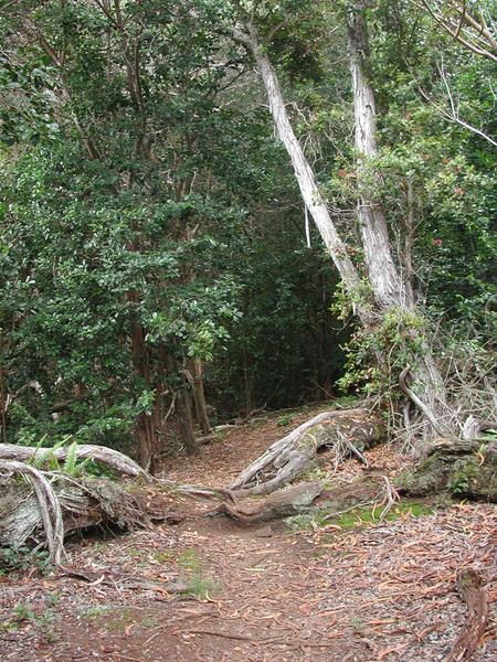 54 back to the main trail and the main forest