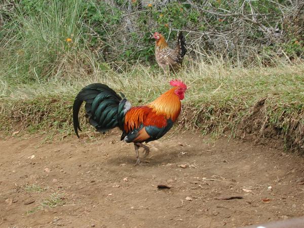 58 rooster at the end of awaawapuhi trail