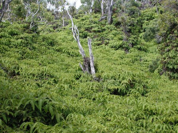 62 fern forest