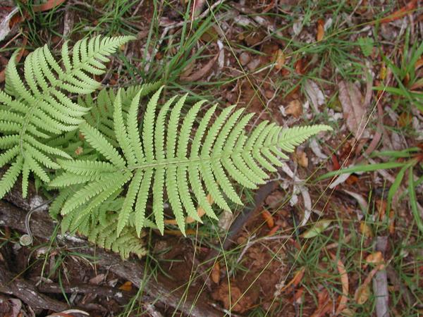 64 the omnipresent ferns make it look like jurassic park