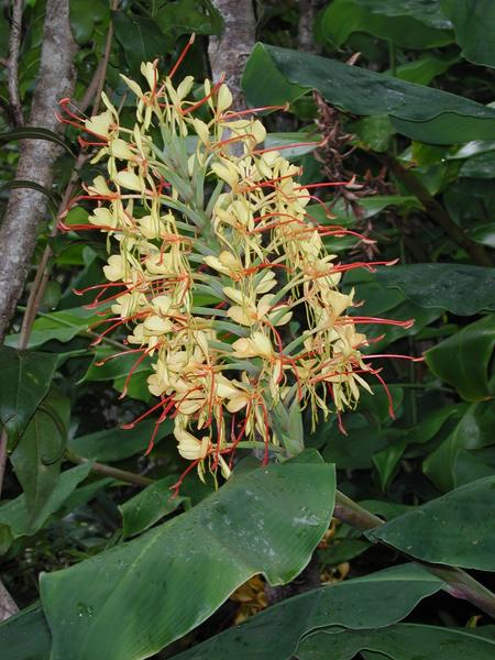68 not much to look at, but sure wonderful smell