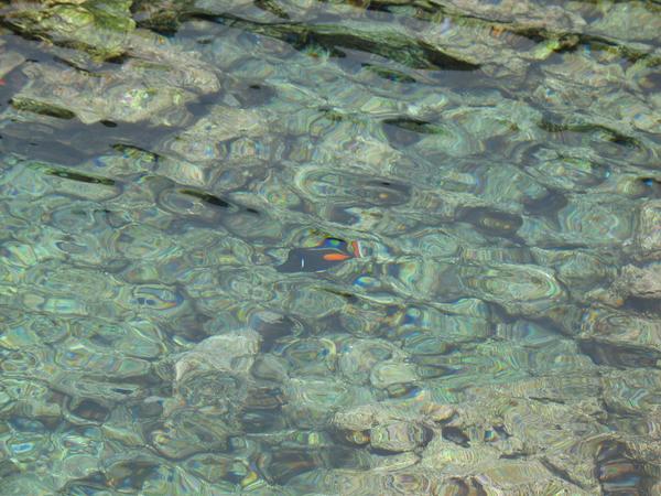 At the aquarium, tropical fish all over
