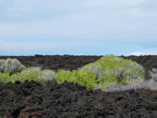 Once in a while, an oasis of life in the lava
