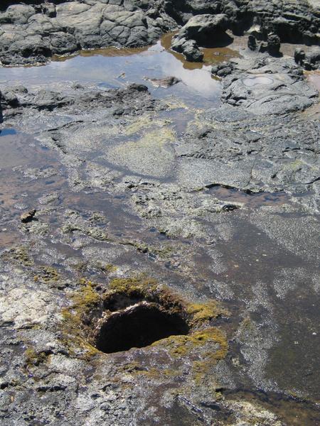 His majesty the blowhole